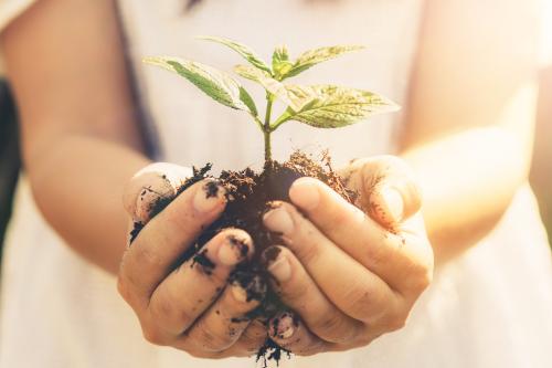 A child’s hands holding a seedling